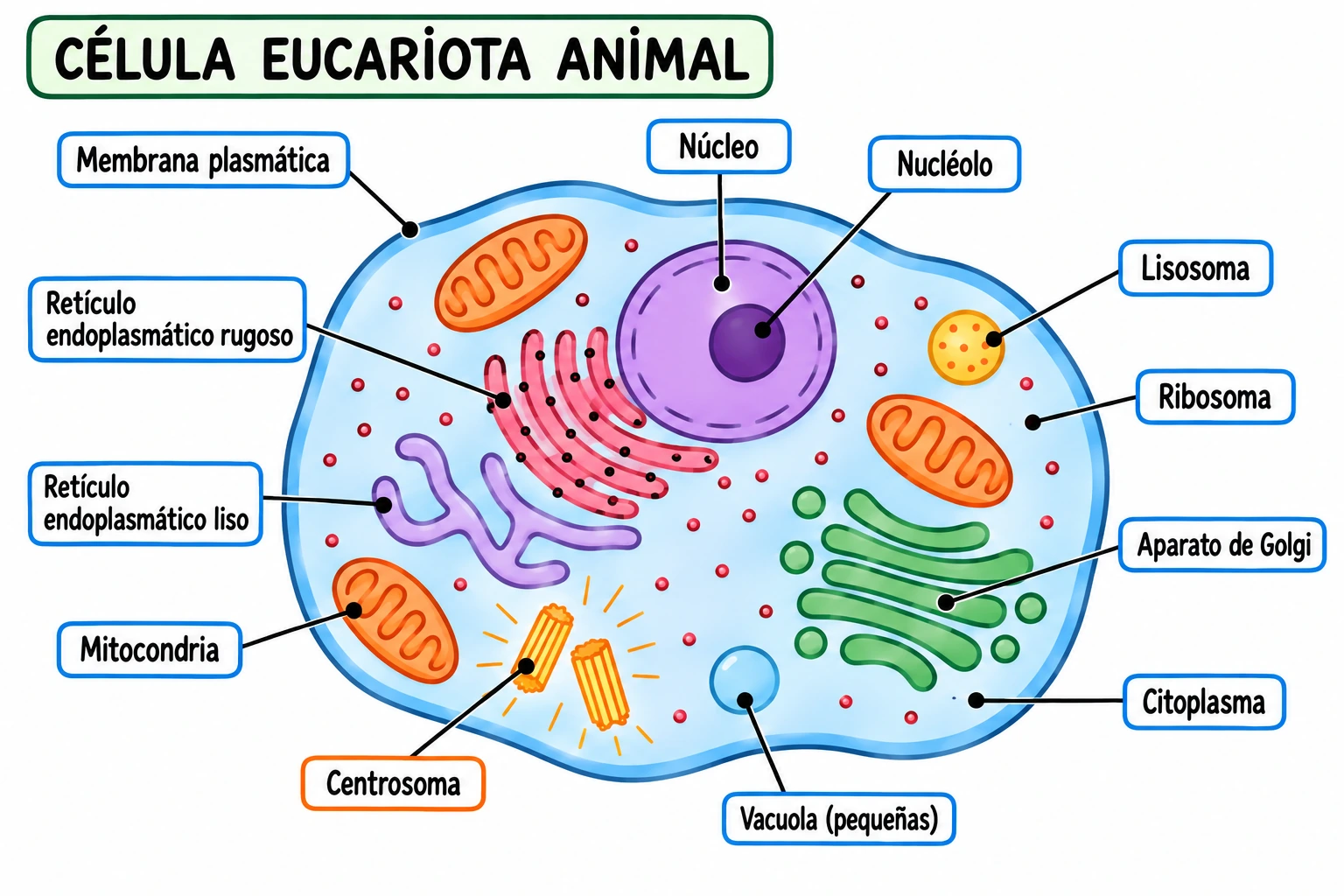 Dibujo sencillo de una célula eucariota animal y sus orgánulos