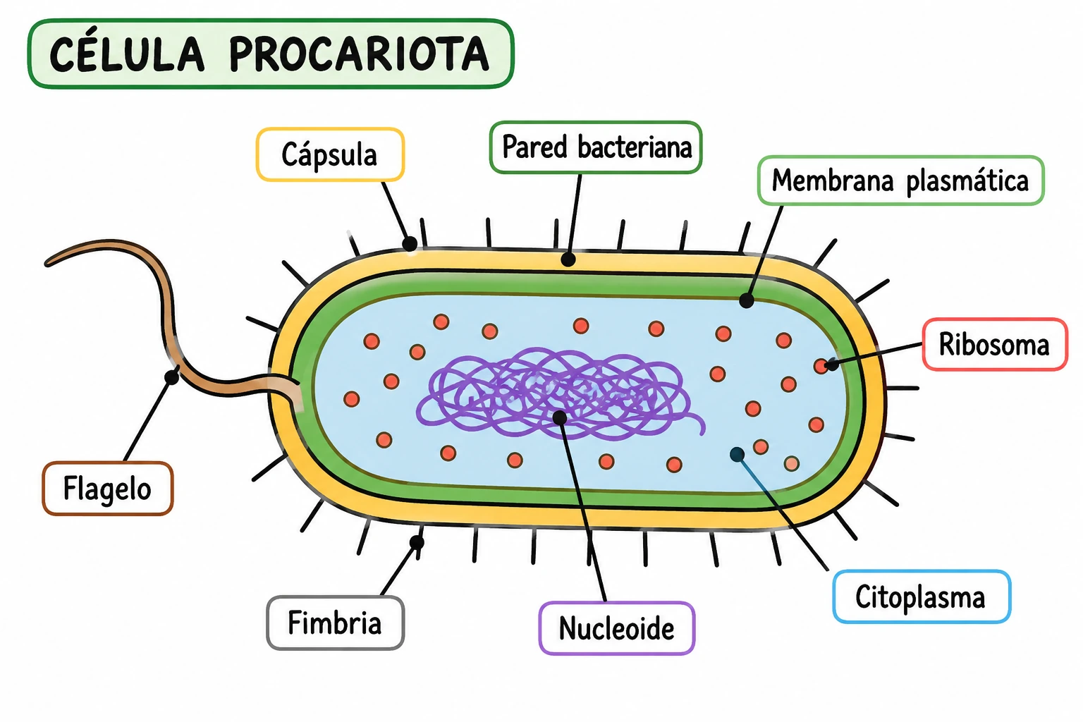 Dibujo sencillo de una célula procariota y sus estructuras