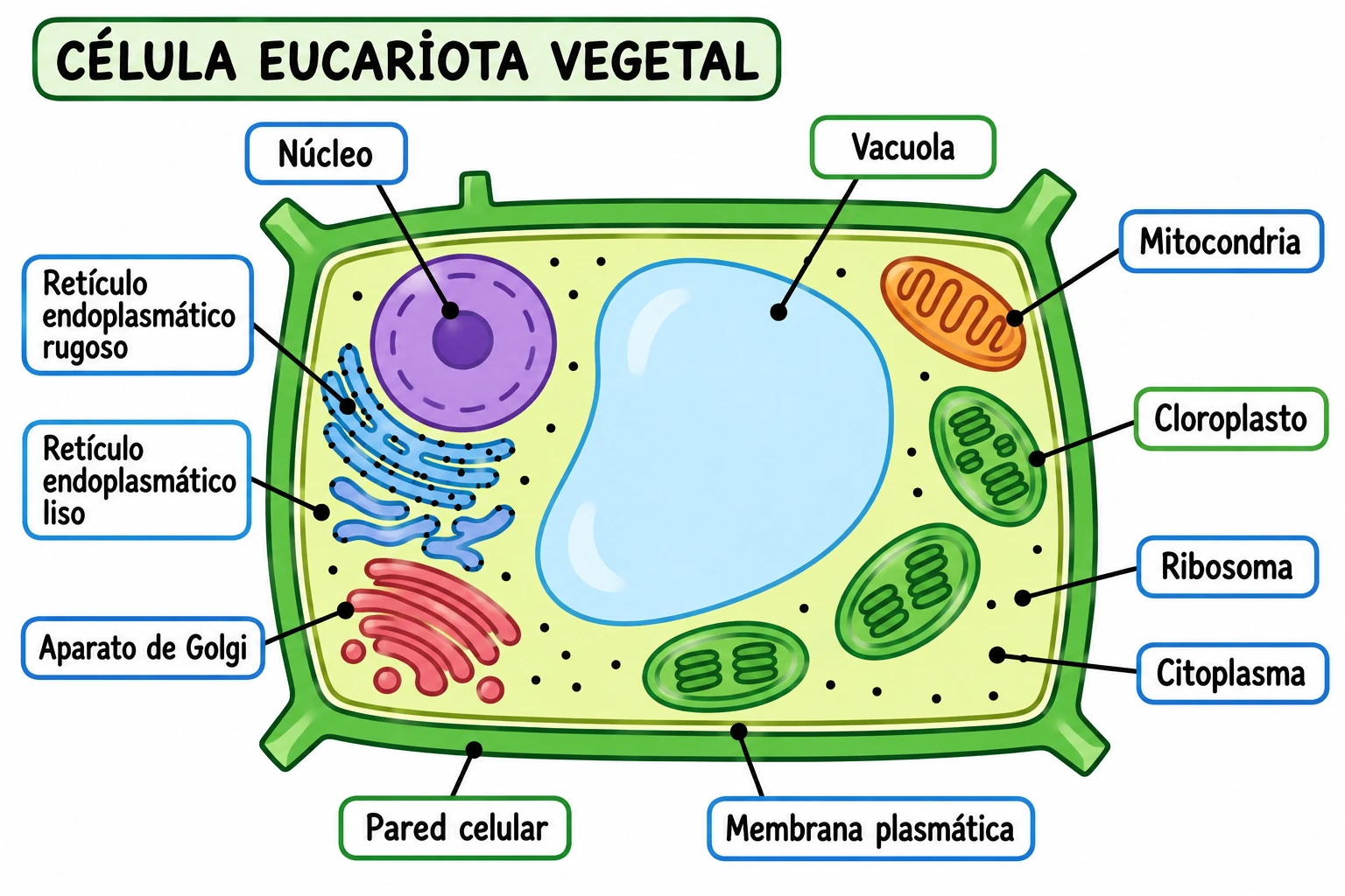 Dibujo sencillo de una célula eucariota vegetal y sus orgánulos