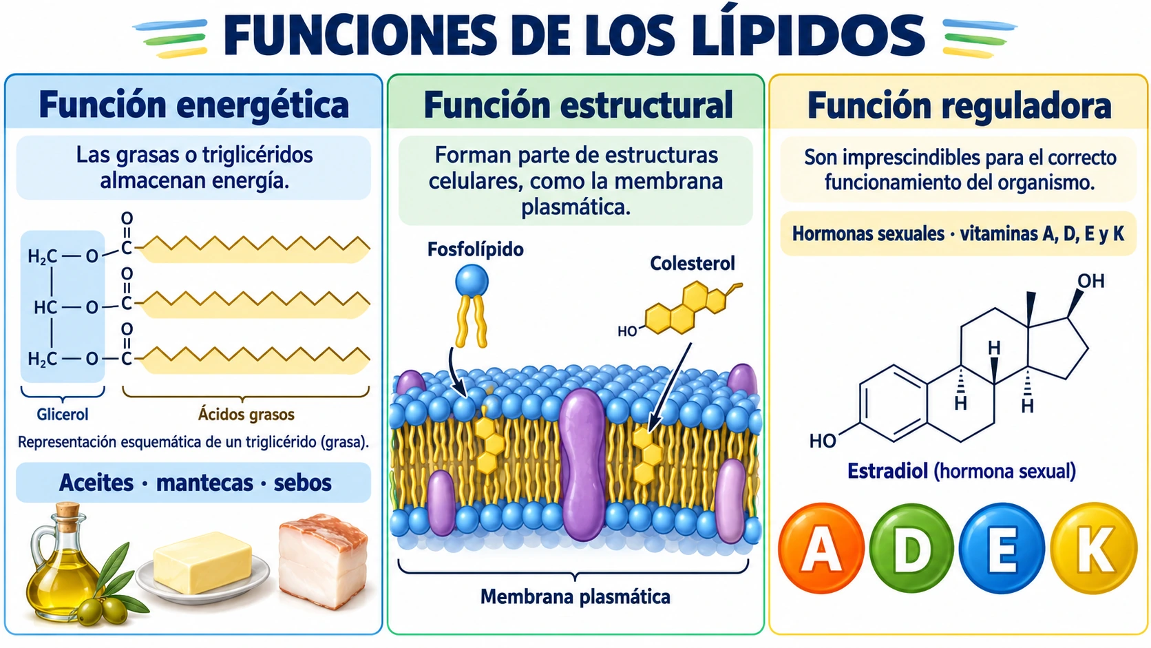 Funciones energética, estructural y reguladora de los lípidos con triglicéridos, membrana plasmática y estradiol