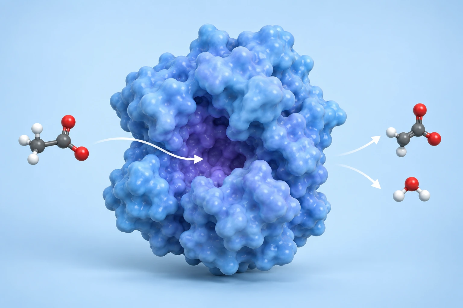 Modelo 3D completo de una enzima actuando sobre un sustrato