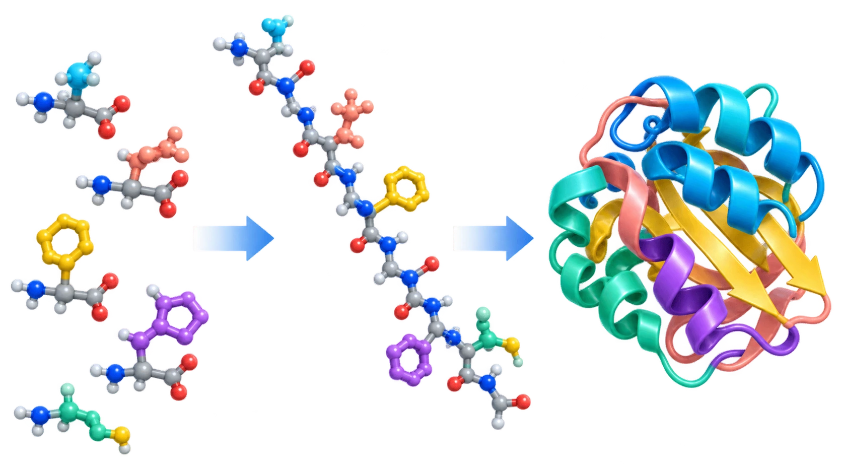 Modelo 3D del proceso: aminoácidos separados, cadena polipeptídica y proteína plegada